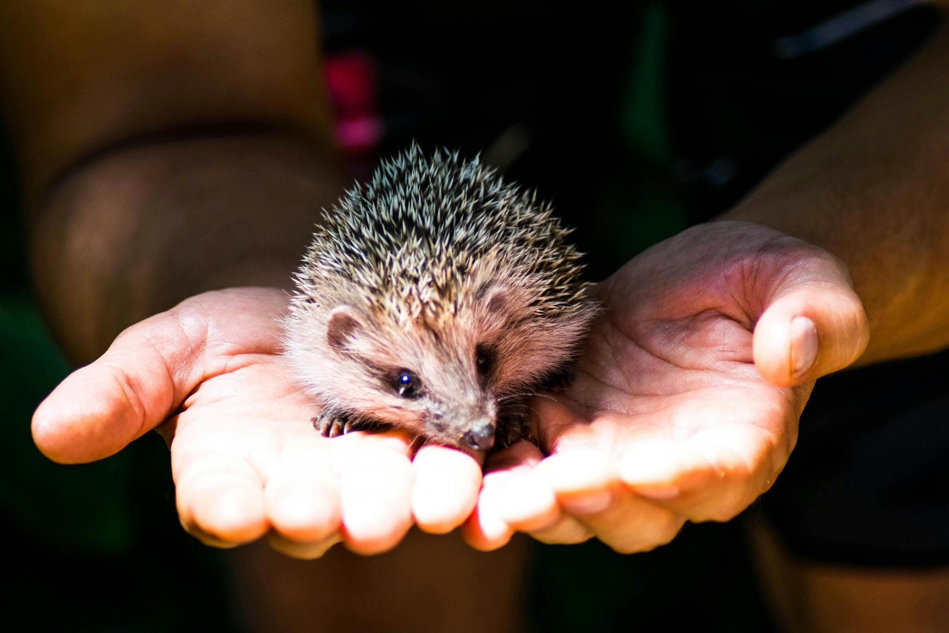 Hedgehog being held in palms