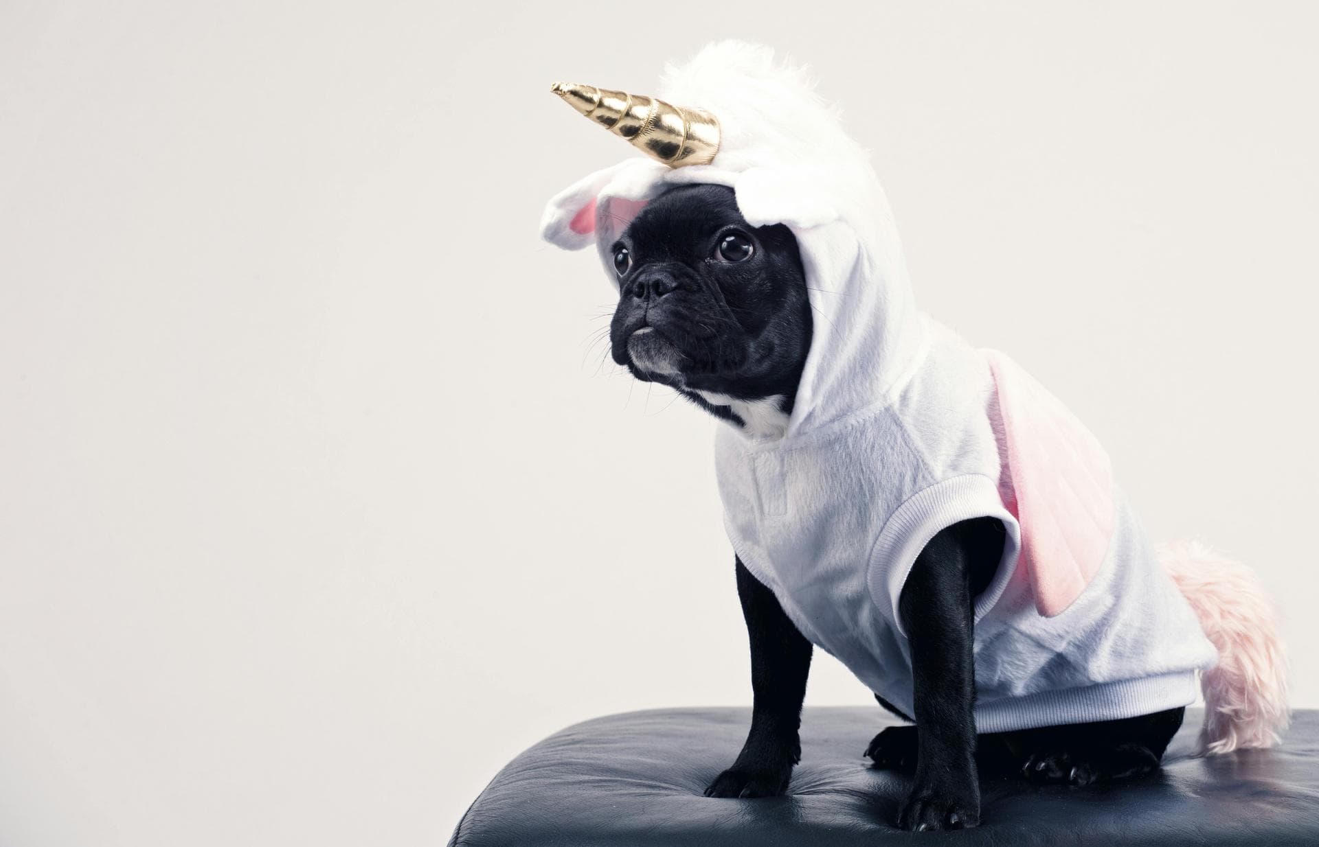 Dog & Cat Vets in Topeka